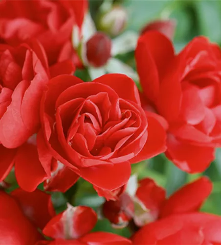 Rose ´Sorrento´ ADR