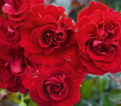 Rose ´Tornella´