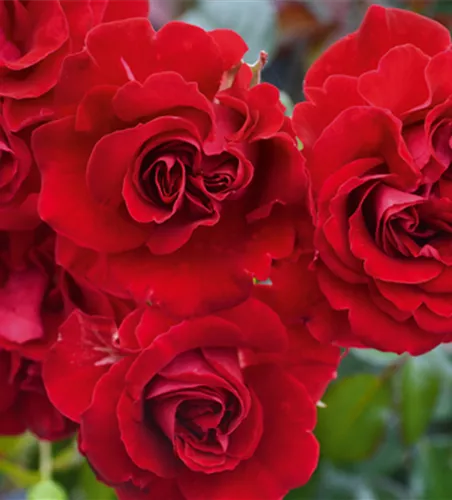Rose ´Tornella´