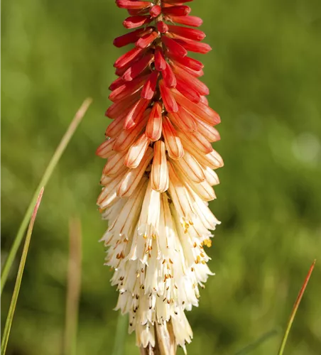 Kniphofia uvaria 'Flamenco'