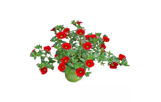 Calibrachoa 'Aloha Kona Dark Red'