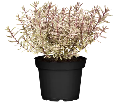 Hebe 'Magic Summer'