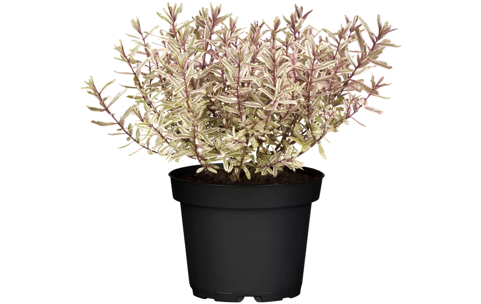 Hebe 'Magic Summer'