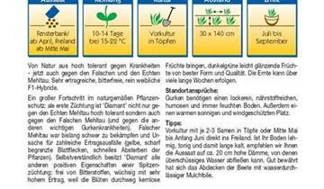 Bildvorschau