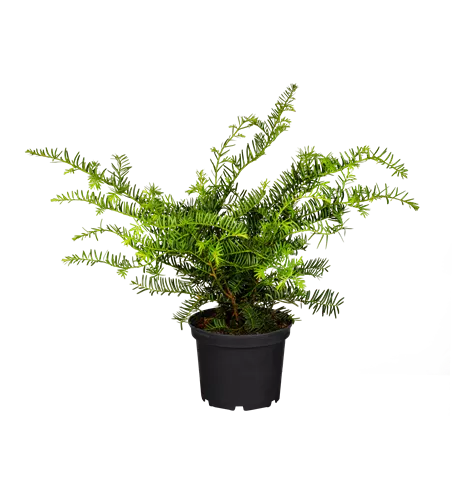 Taxus baccata 'Repandens'