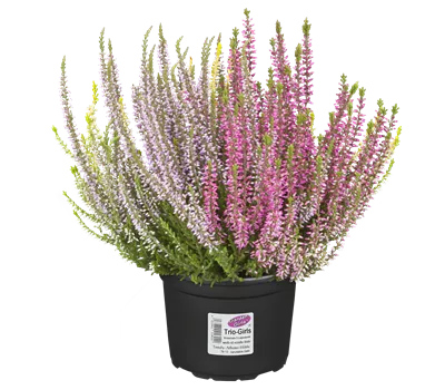 Calluna vulgaris Trio-Girls® Calluna vulgaris Trio-Girls®