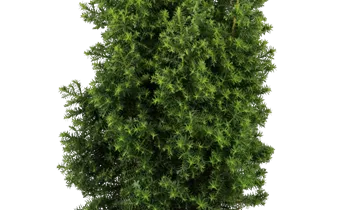 Bildvorschau