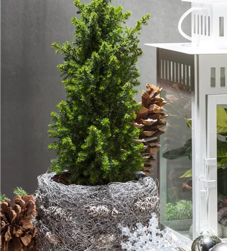 Chamaecyparis thyoides 'Top Point'
