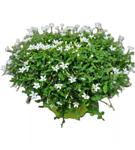 Isotoma fluviatilis, weiß