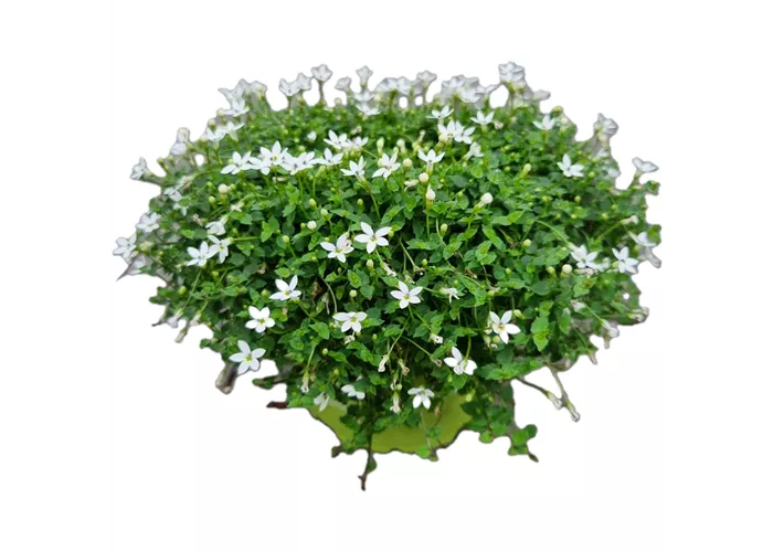 Isotoma fluviatilis, weiß
