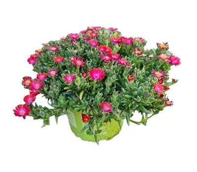 Delosperma cooperi ´Ice Cream Fire´