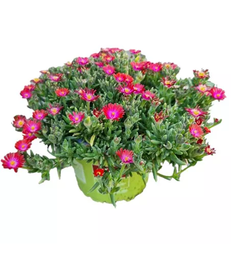 Delosperma cooperi ´Ice Cream Fire´