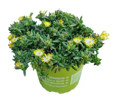 Delosperma cooperi ´Ice Cream Yellow´
