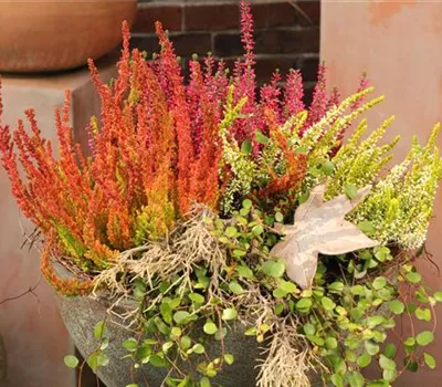 Botanische Verführerinnen entpuppen sich als bunte Herbst-Schönheiten