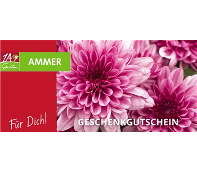 Geschenk Gutschein