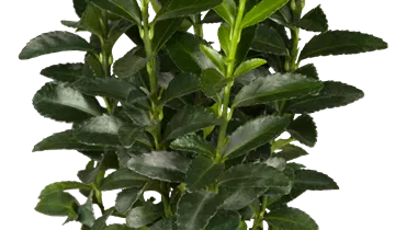Bildvorschau