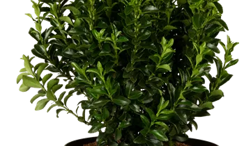 Bildvorschau