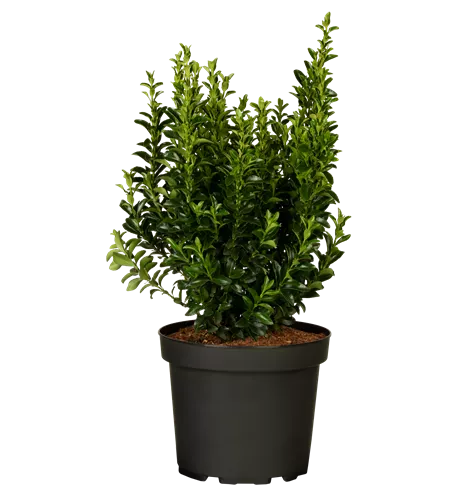 Euonymus japonicus 'Green Spire'