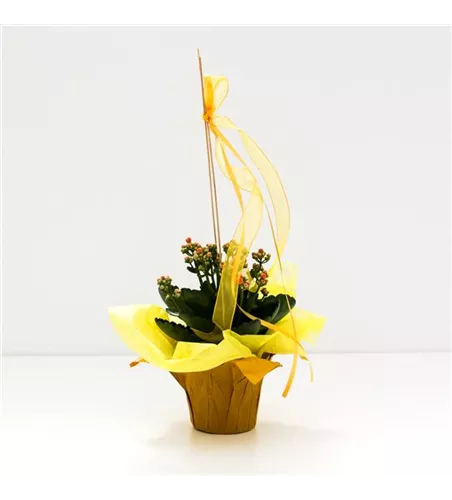 Kalanchoe dekoriert in Deco Wrap Kalanchoe dekoriert in Deco Wrap