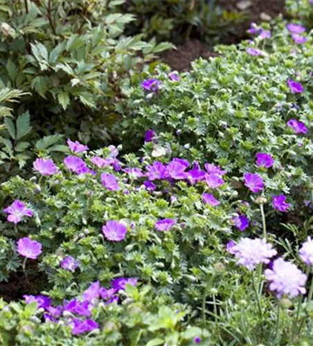 Geranium sanguineum 'Max Frei'