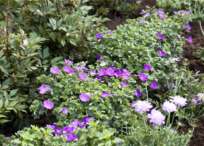 Geranium sanguineum 'Max Frei'