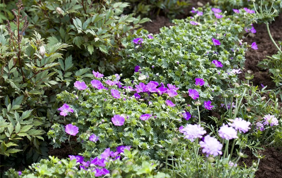 Geranium sanguineum 'Max Frei'