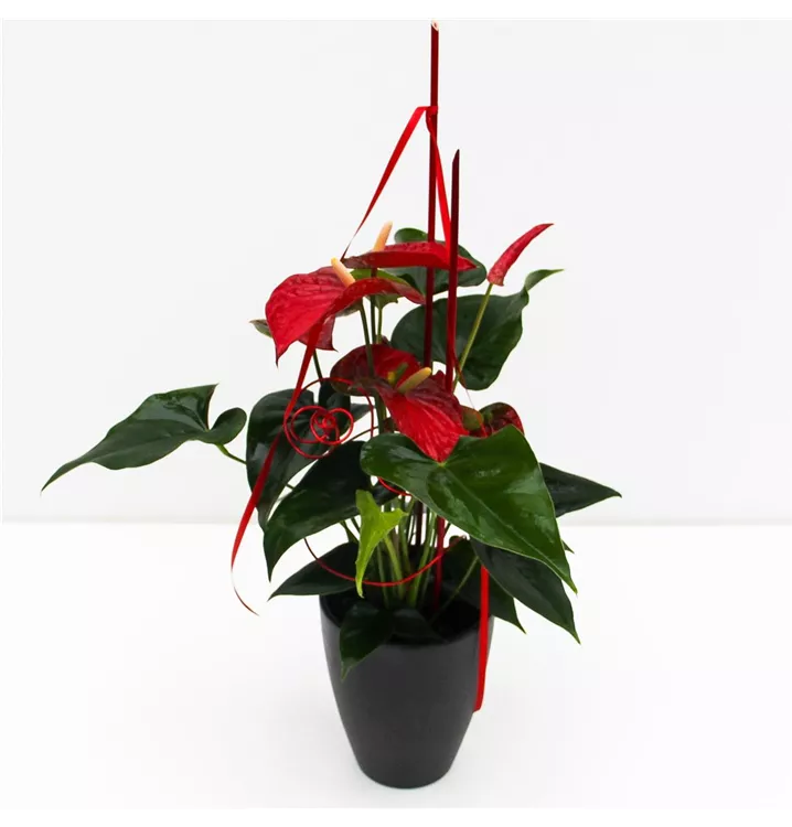1A Arrangement